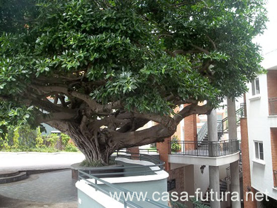 Condominio-Lomas (5)