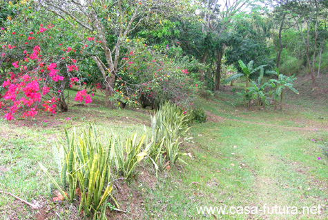 Plantas