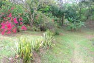 Plantas