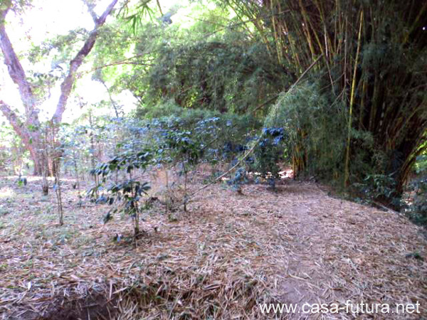 5 Area de Arboles y Finca