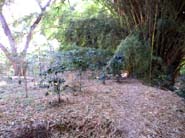 5 Area de Arboles y Finca